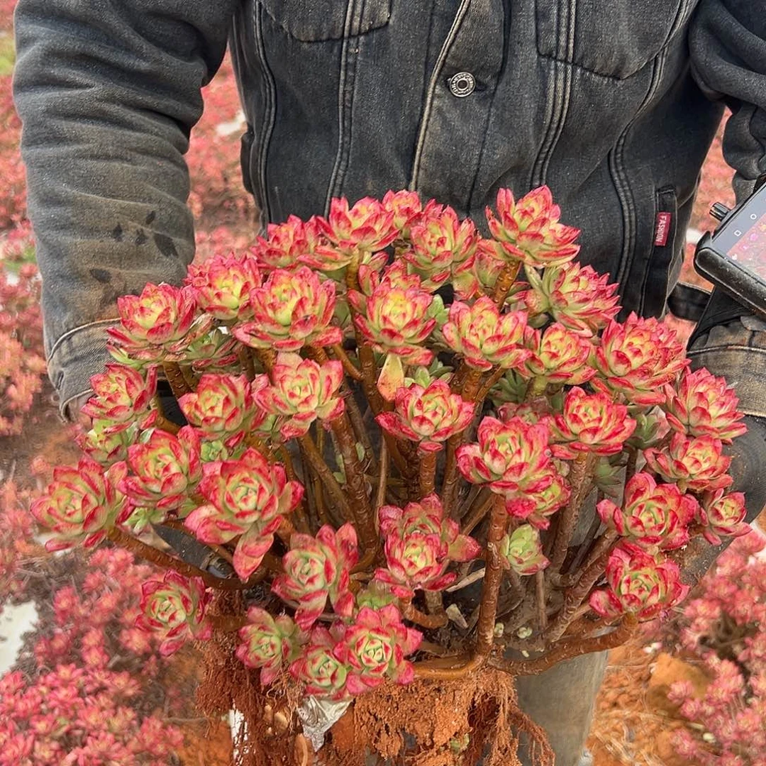 大号红稚莲一棵45尺寸➕