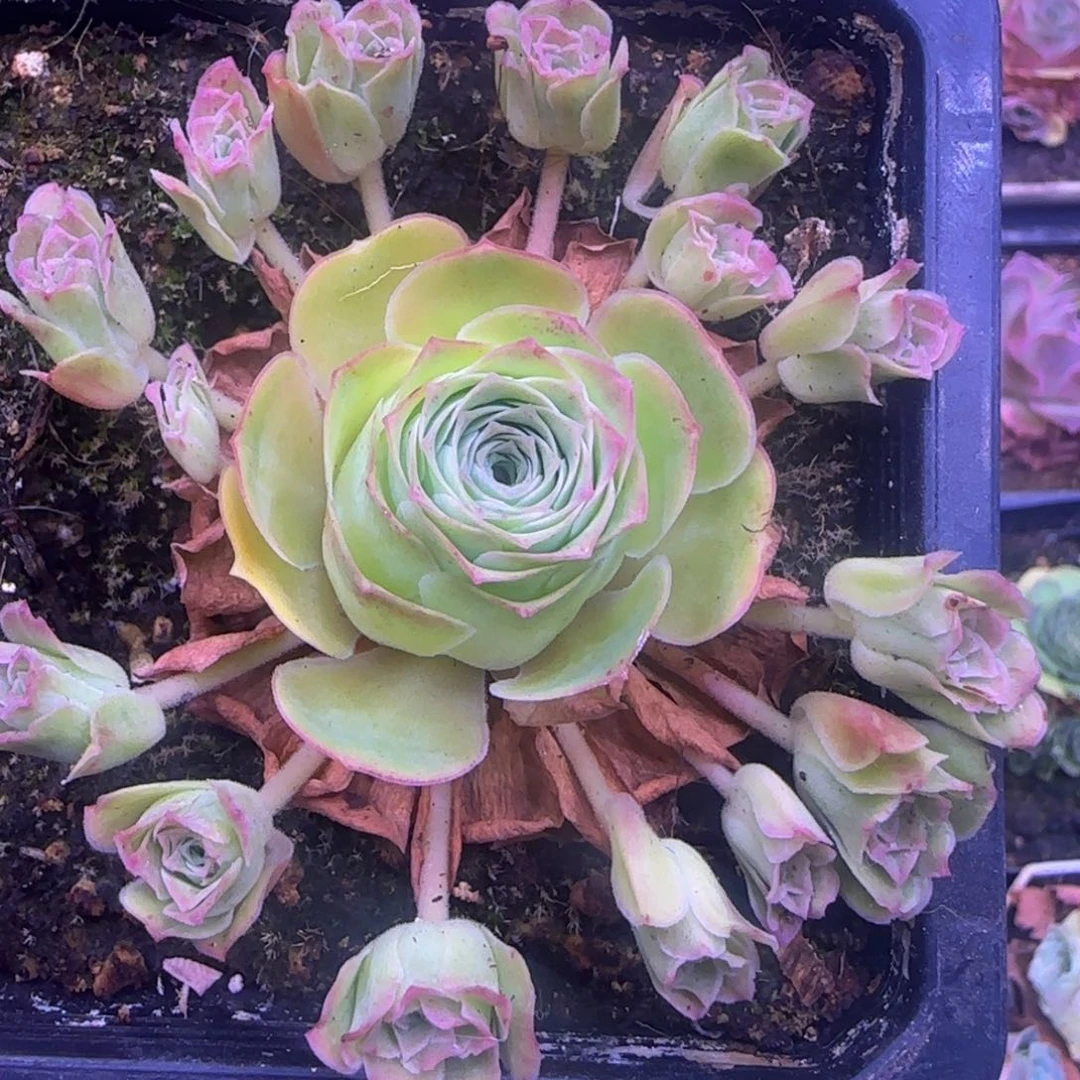 福利1582659989538568568568885