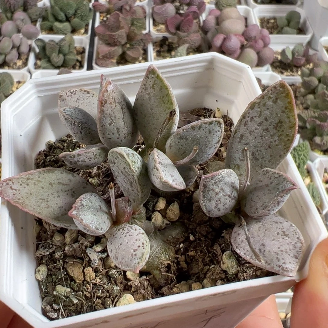 w魔芋多肉植物水泡