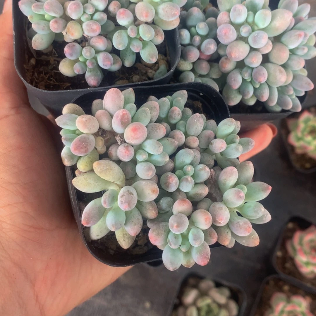 婴儿手指。 （满9.99包邮不满9.99发叶子）