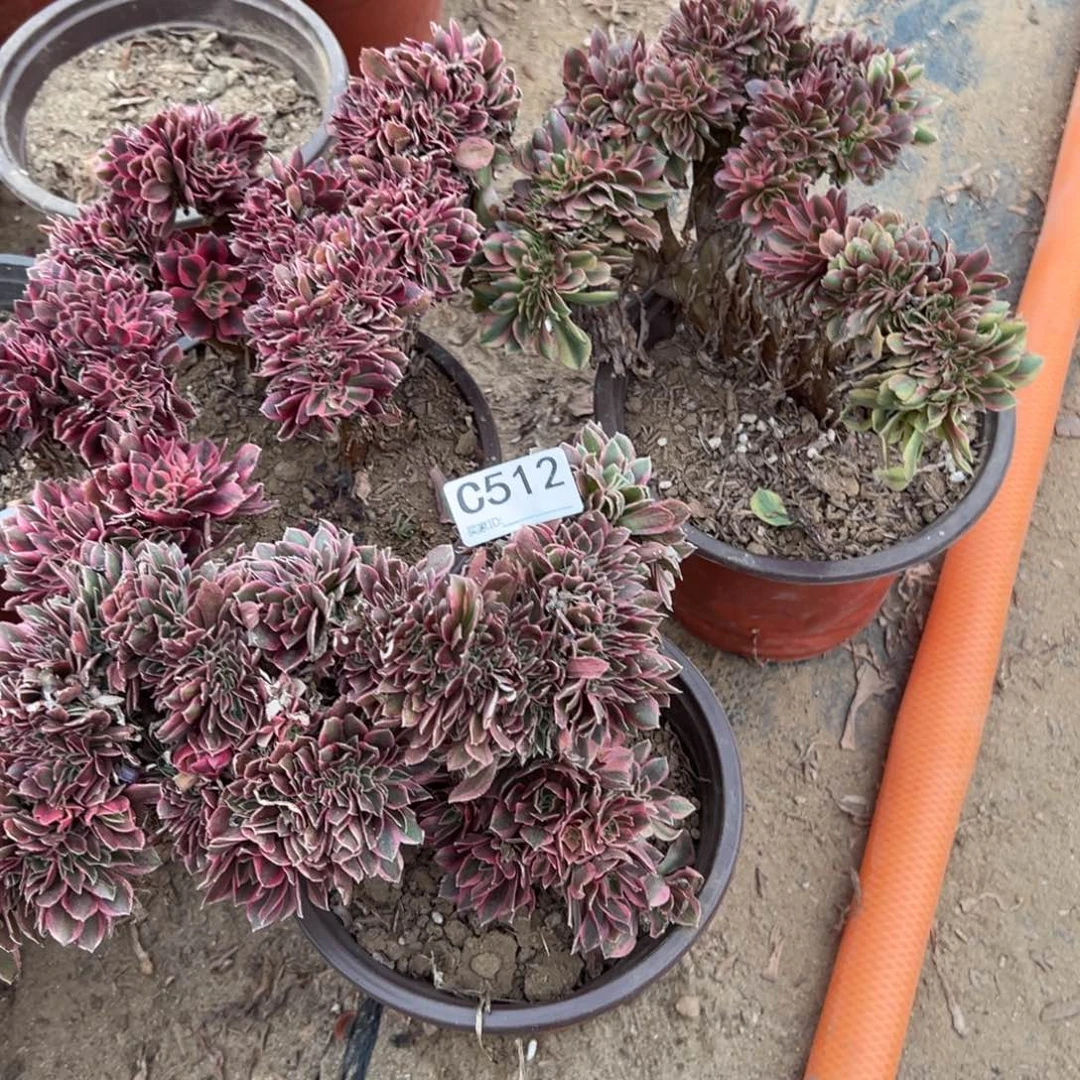 512三颗组合多肉植物