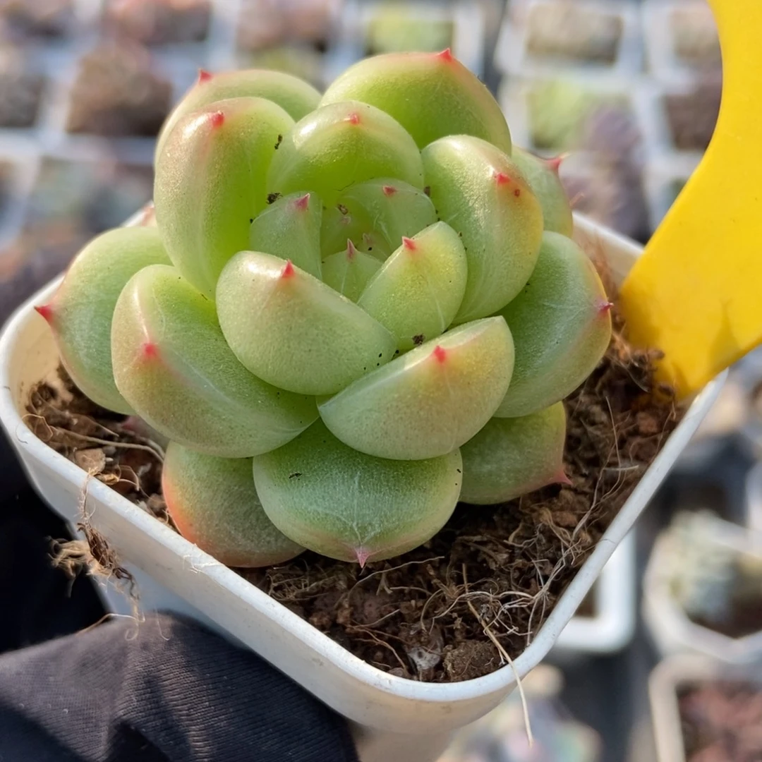 796晴空珍妮多肉植物