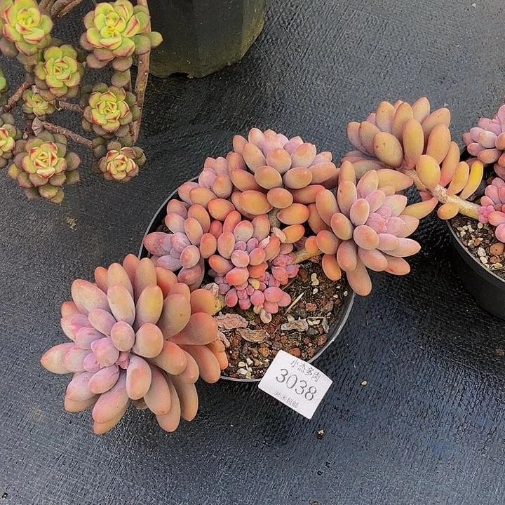 汪*雪梨糍3038群