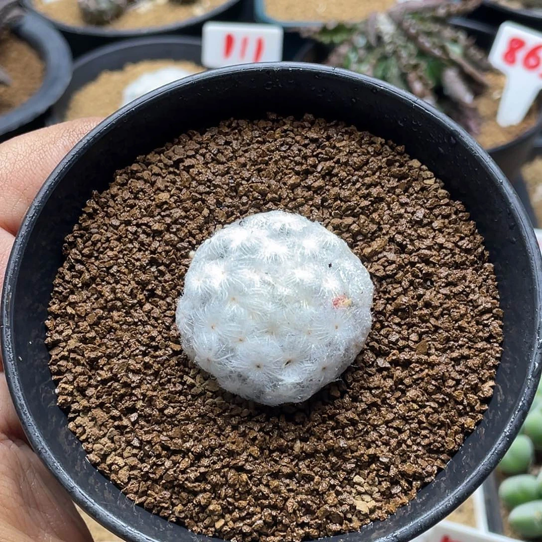 日系超白高绒降落伞白星