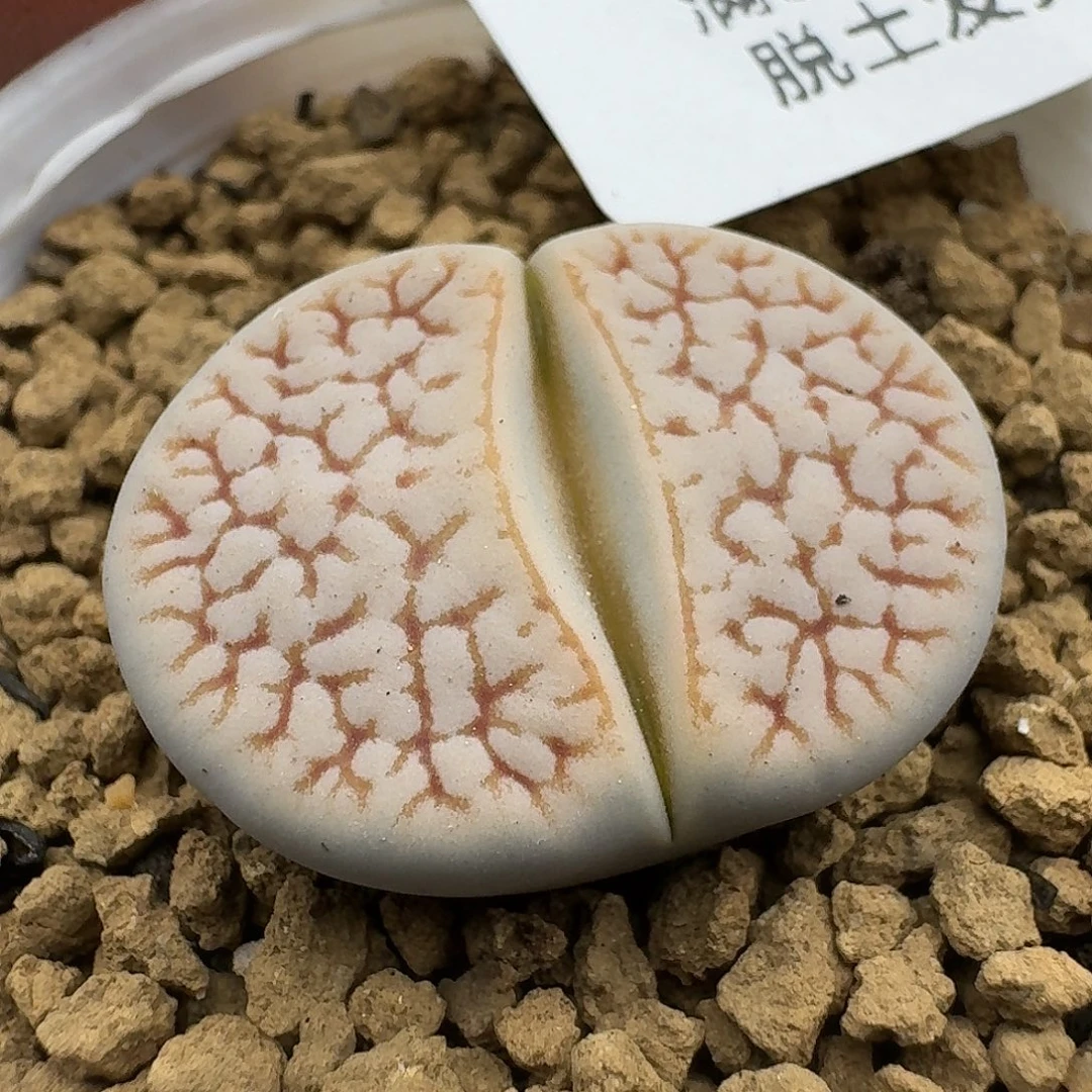 6的呼呼呼呼呼啊宝宝