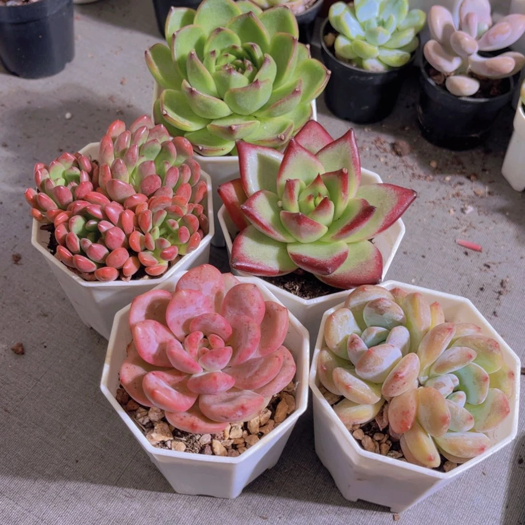 特价5盆多肉植物带盆土
