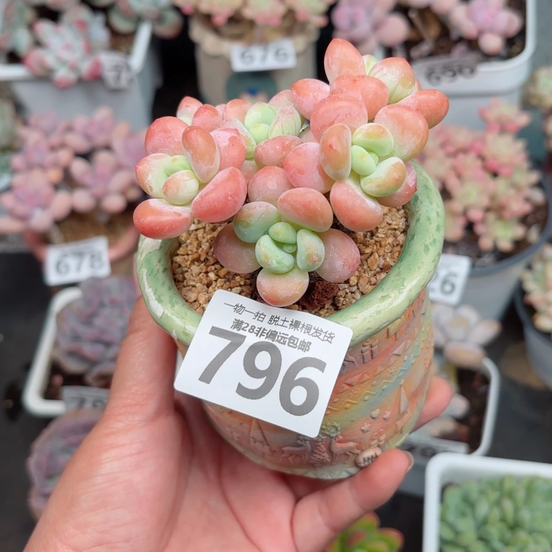 橘子洛神无盆土发货