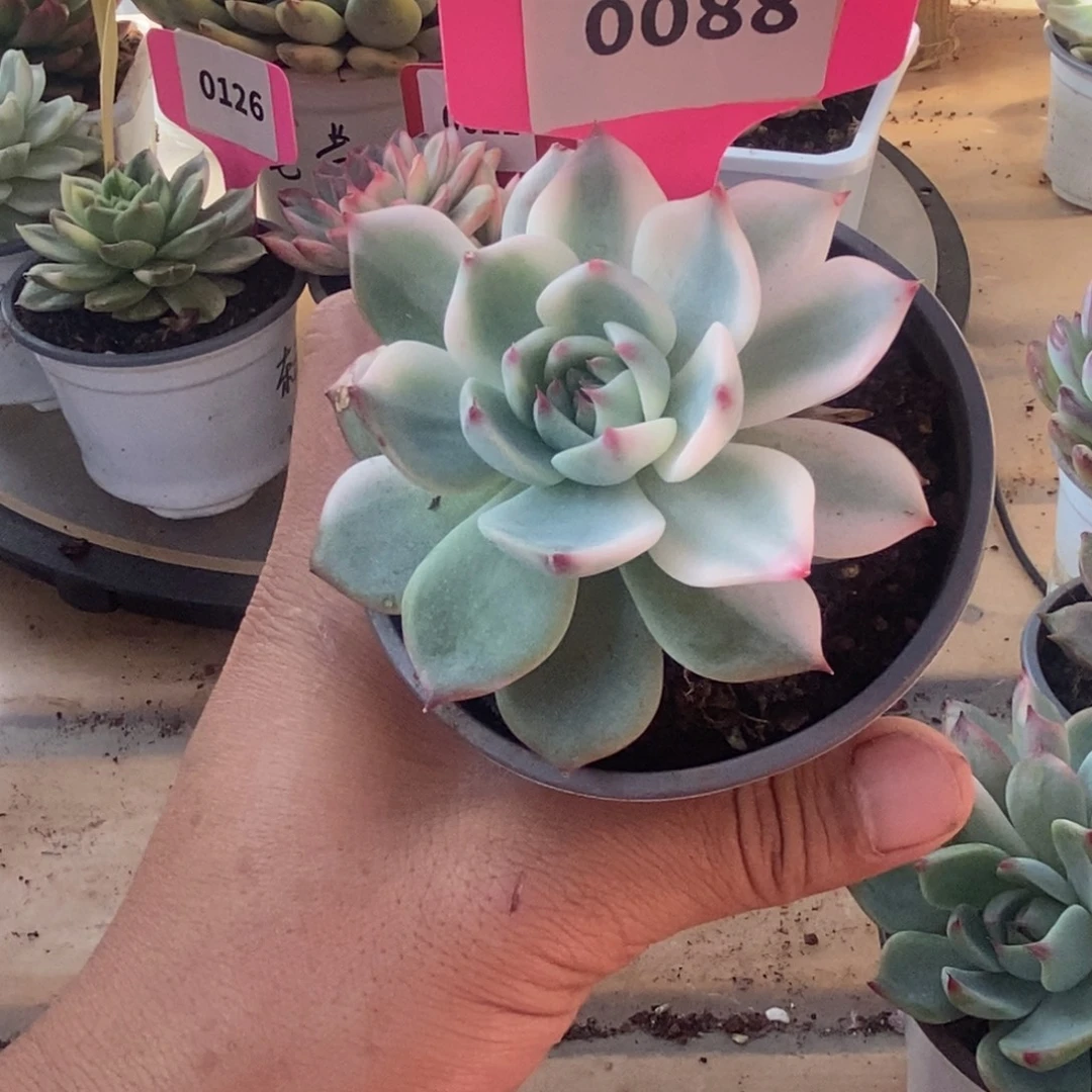 0088吉娃娃哈哈哈哈