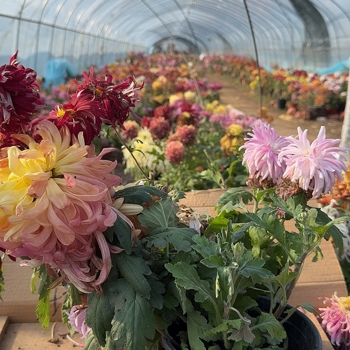 完全开放a19不包售后