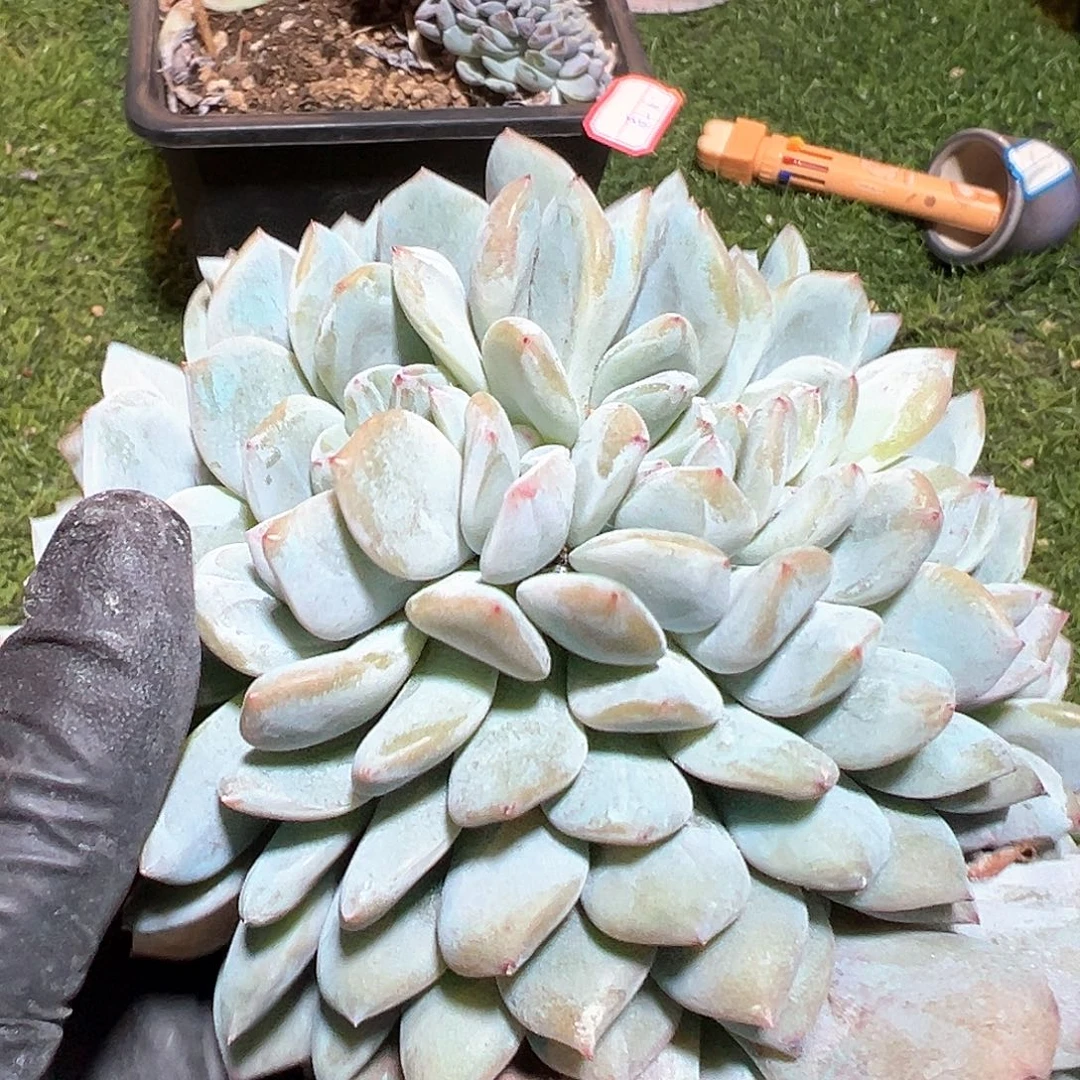 阳****r111111111111111