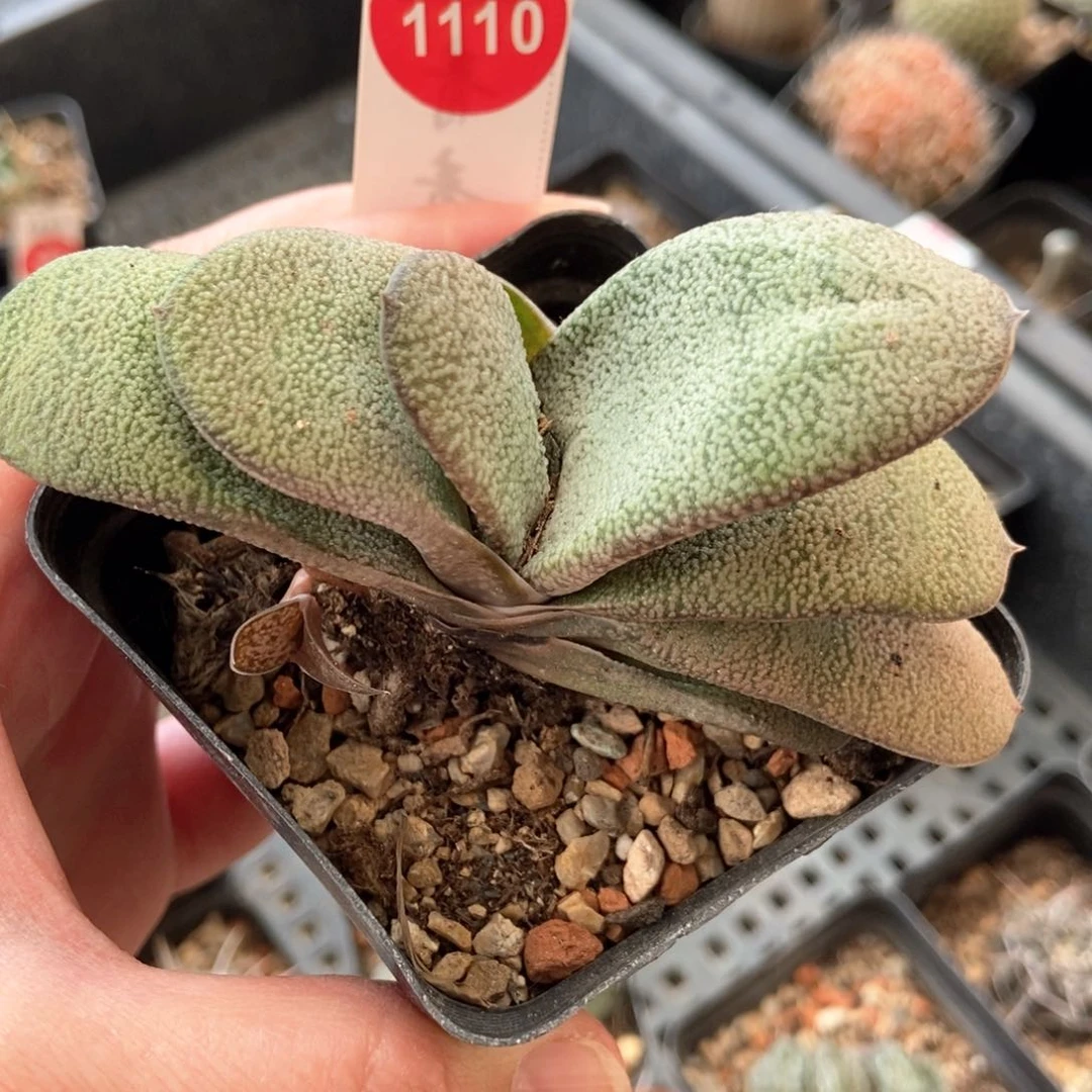 带崽螺旋白密尤卧牛一棵仙人球