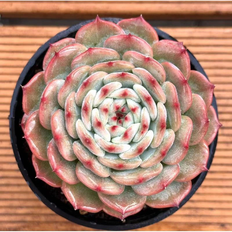 10杯月里嫦娥 前男友精品多肉