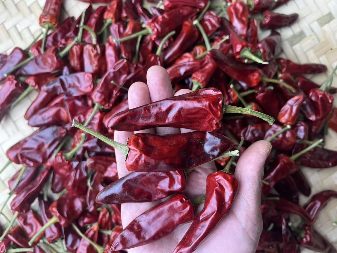 贵州遵义高山农家手工挑选大子弹头卤煮炝炒干辣椒