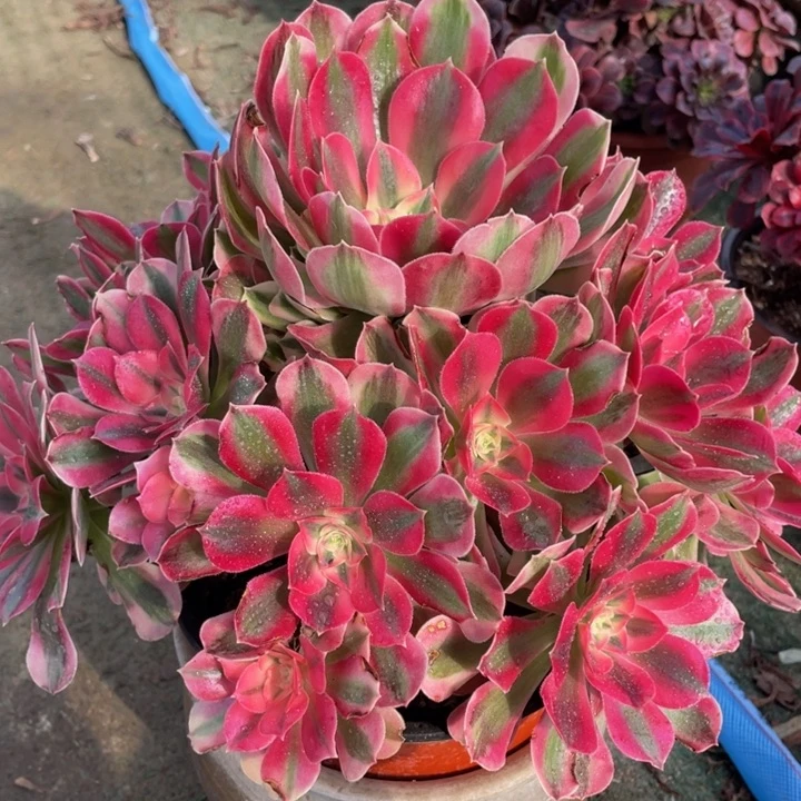 平**淡514粉女巫精品法师多肉