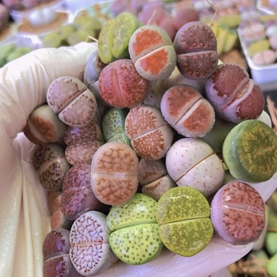 无花朵0389，1.5-1.8厘米25棵