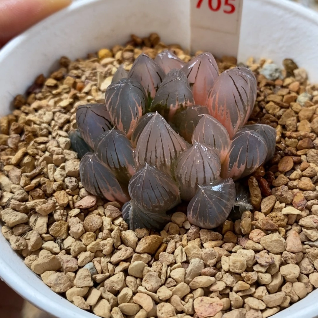 705湖斑霓虹灯玉露锦