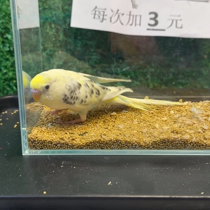 虎皮鹦鹉大头虎皮鹦鹉