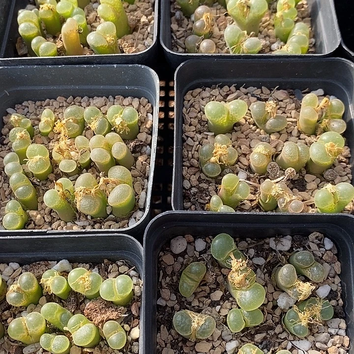 1851樱花风铃一盒。