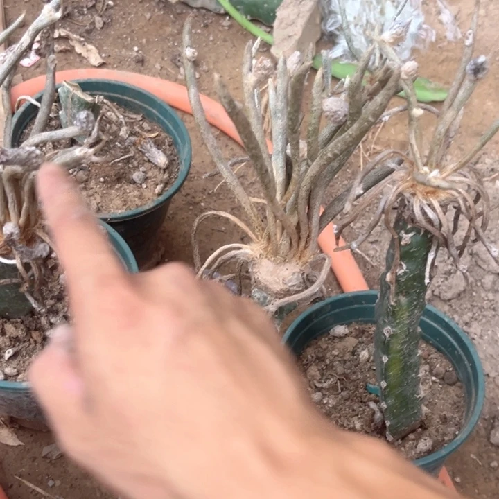 三颗嫁接美杜莎仙人球