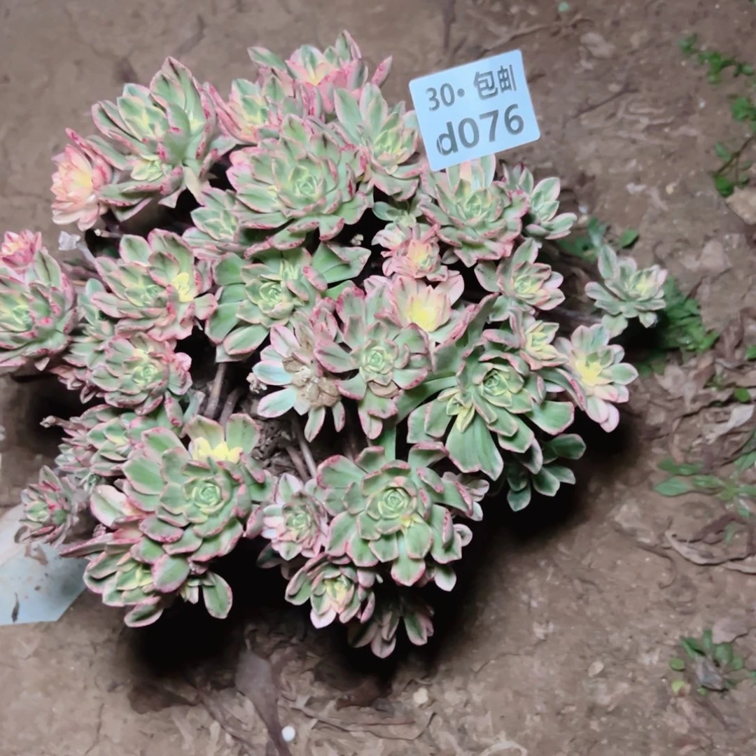 用****4076甜茶多肉法师