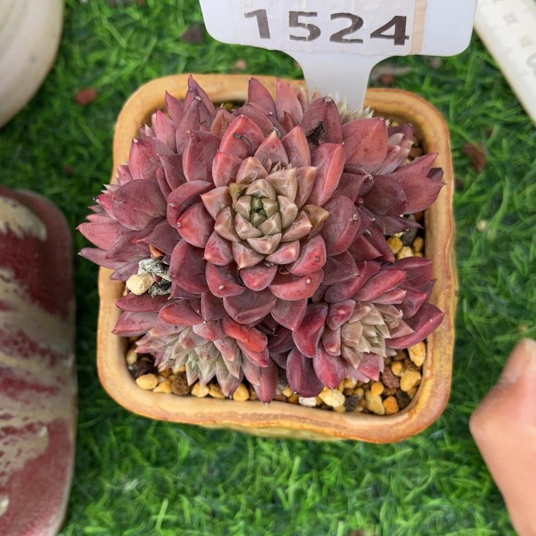 多肉植物1524 满30包邮