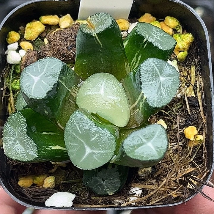 42玉龙万象锦头家多肉十二卷