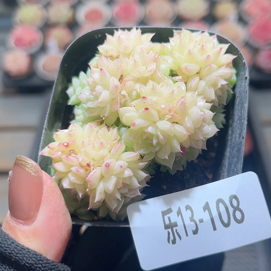 乐13-108 麦秆群不包整