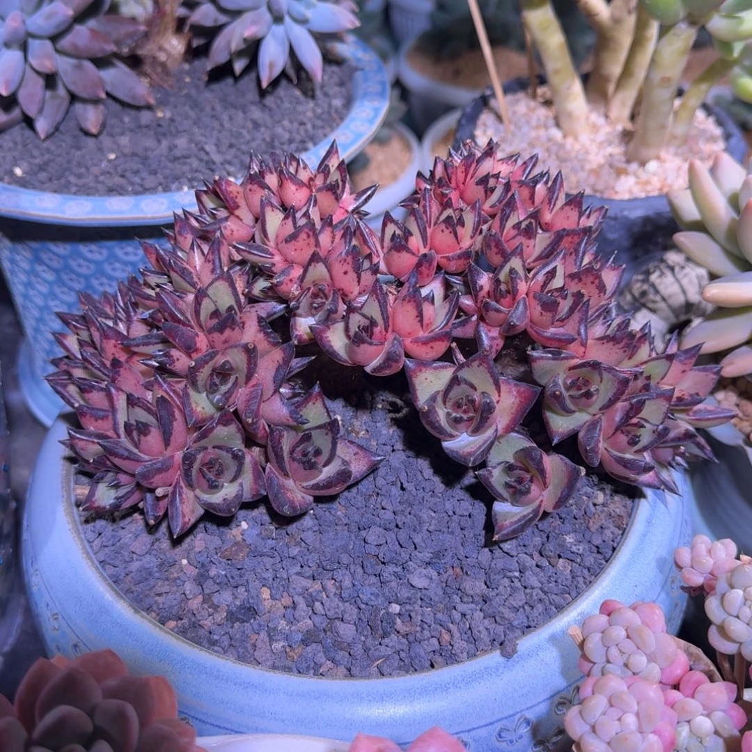 乌木 树缀 一物一拍