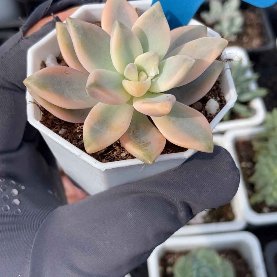 952淡雪锦多肉植物