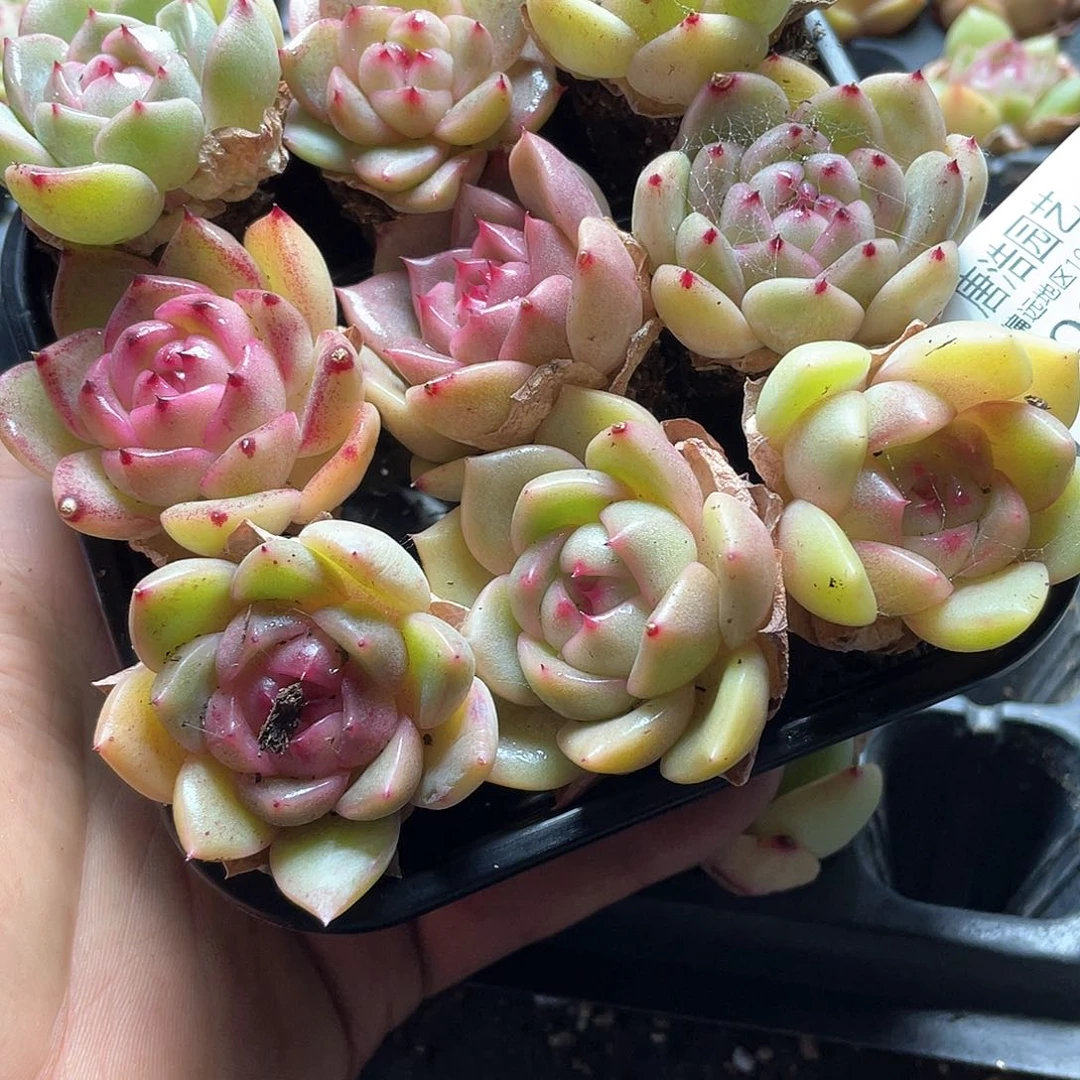 珍妮混合一物一拍081