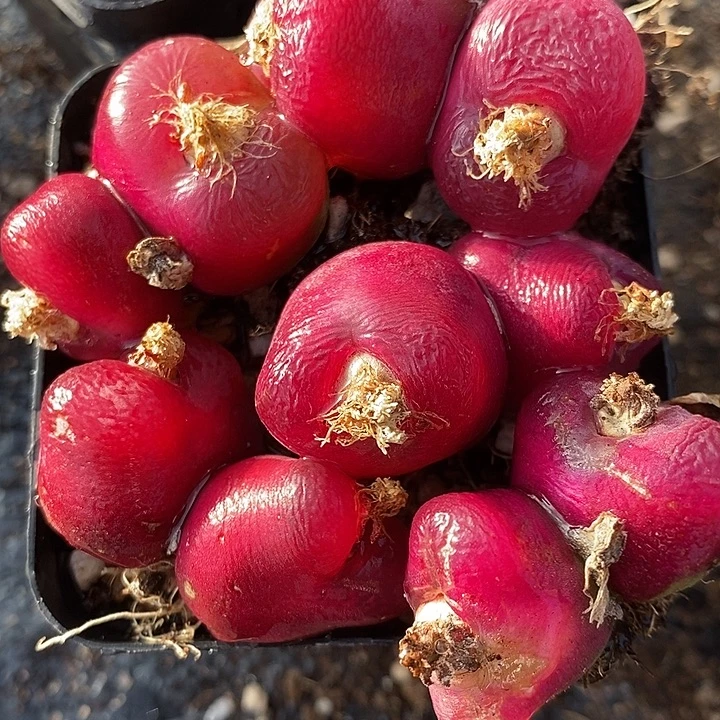 大红母本双头一颗。