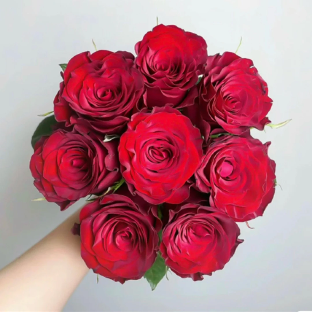 【超新品玫瑰花】玫瑰花苗庭院种植大花切花四季阳台盆栽不分品种