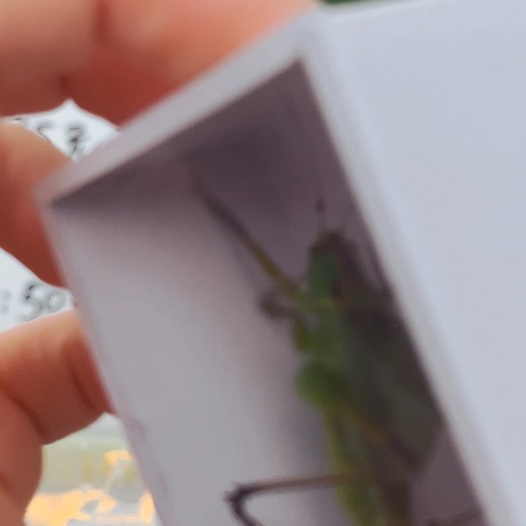 拍下两条扎嘴拍拍