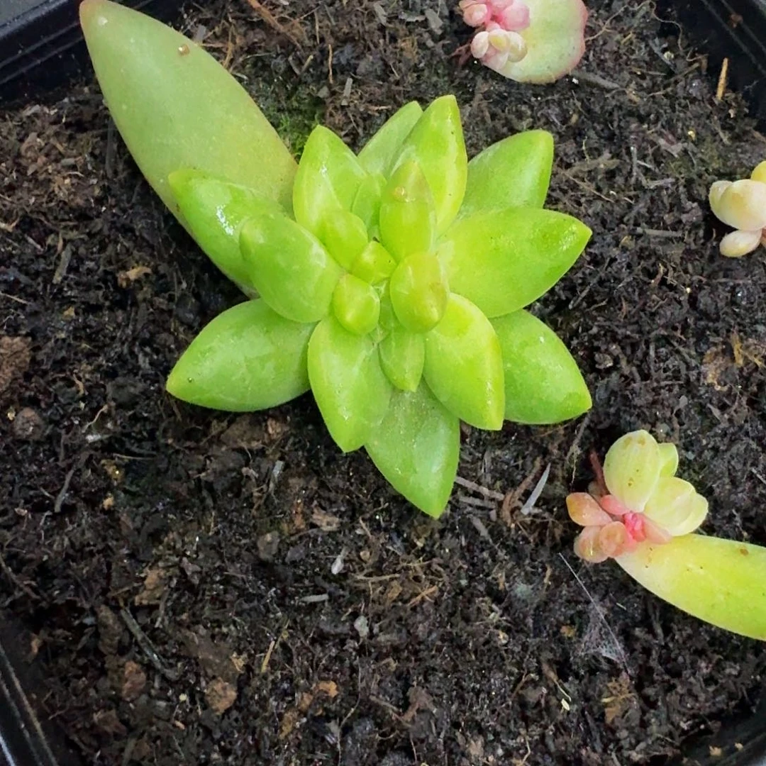 蛋***苏新品暗纹美人一物一拍