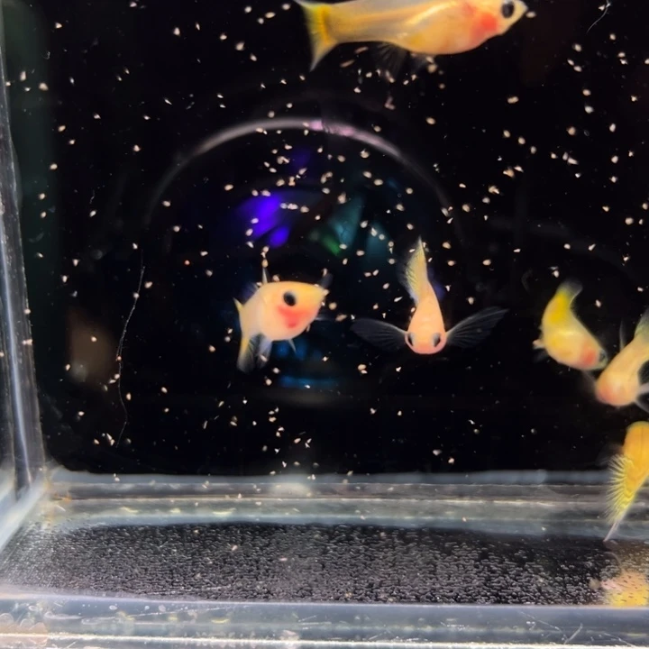 孔雀鱼金蕾丝玻璃猫缎带公普通母6条