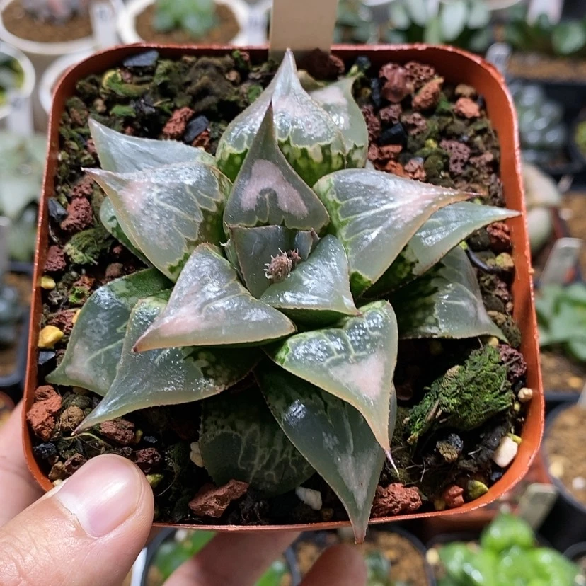 【闪购商品】大*条5酒吞