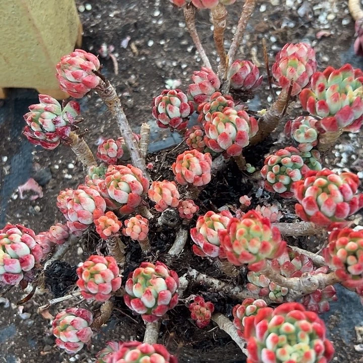 红苹果。