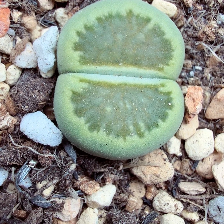 你也快回来吃饭哈哈吧097哈哈