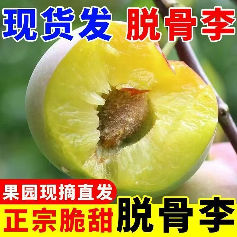 四川正宗脱骨李新鲜应季水果脆甜多汁多仓发货