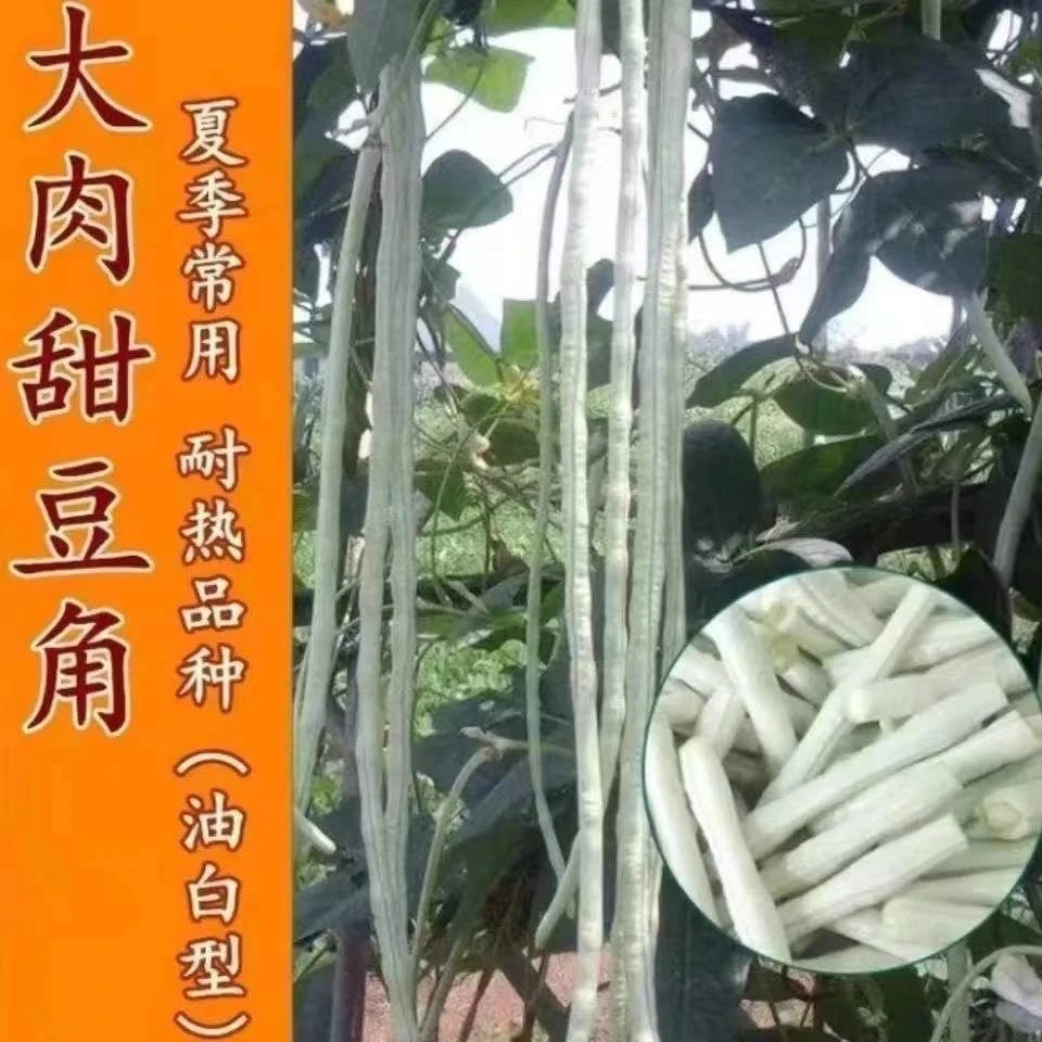 超好吃大肉糯米甜豆角种子白长豆角春夏秋播白玉长豇豆易种蔬菜孑