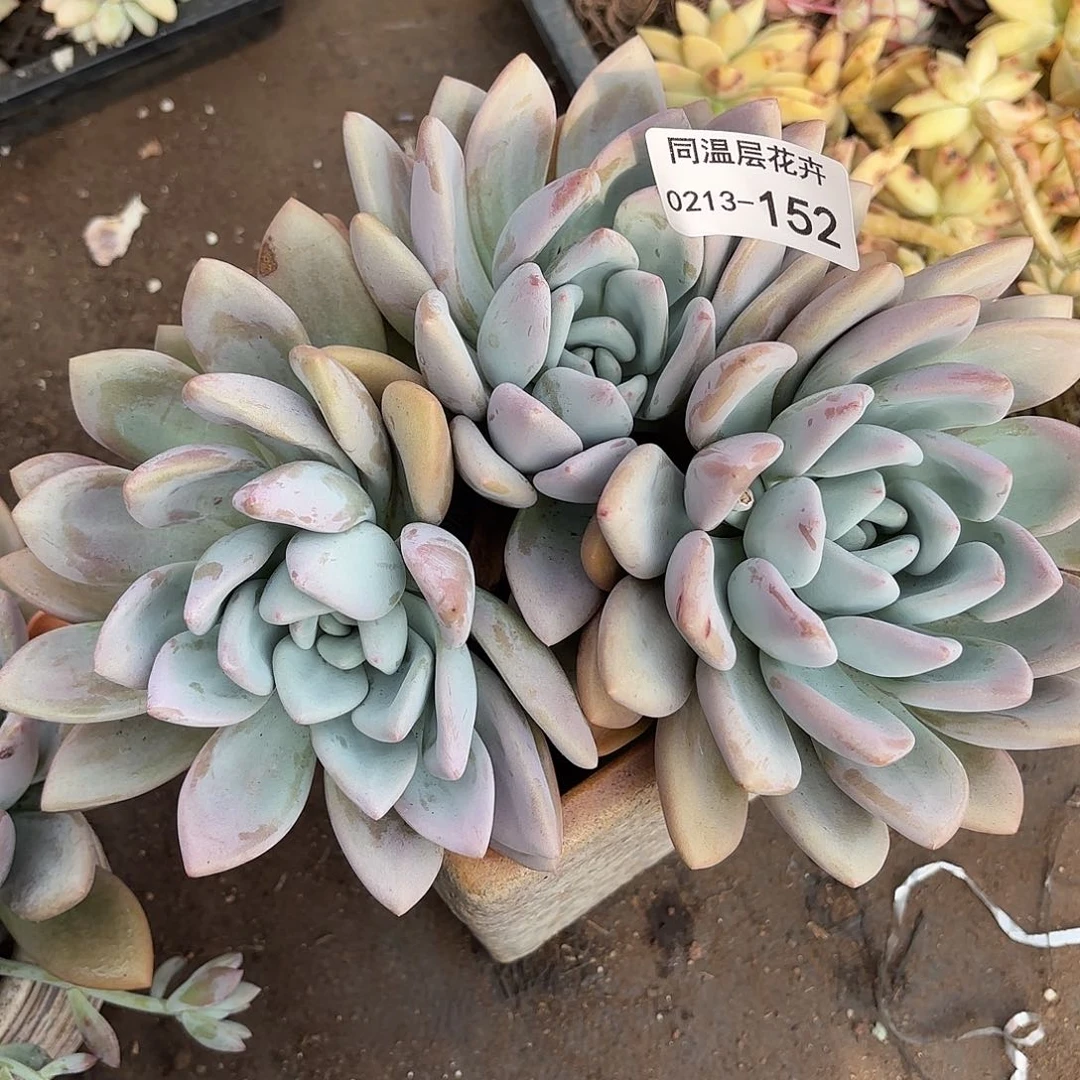 同温层多肉152奥普