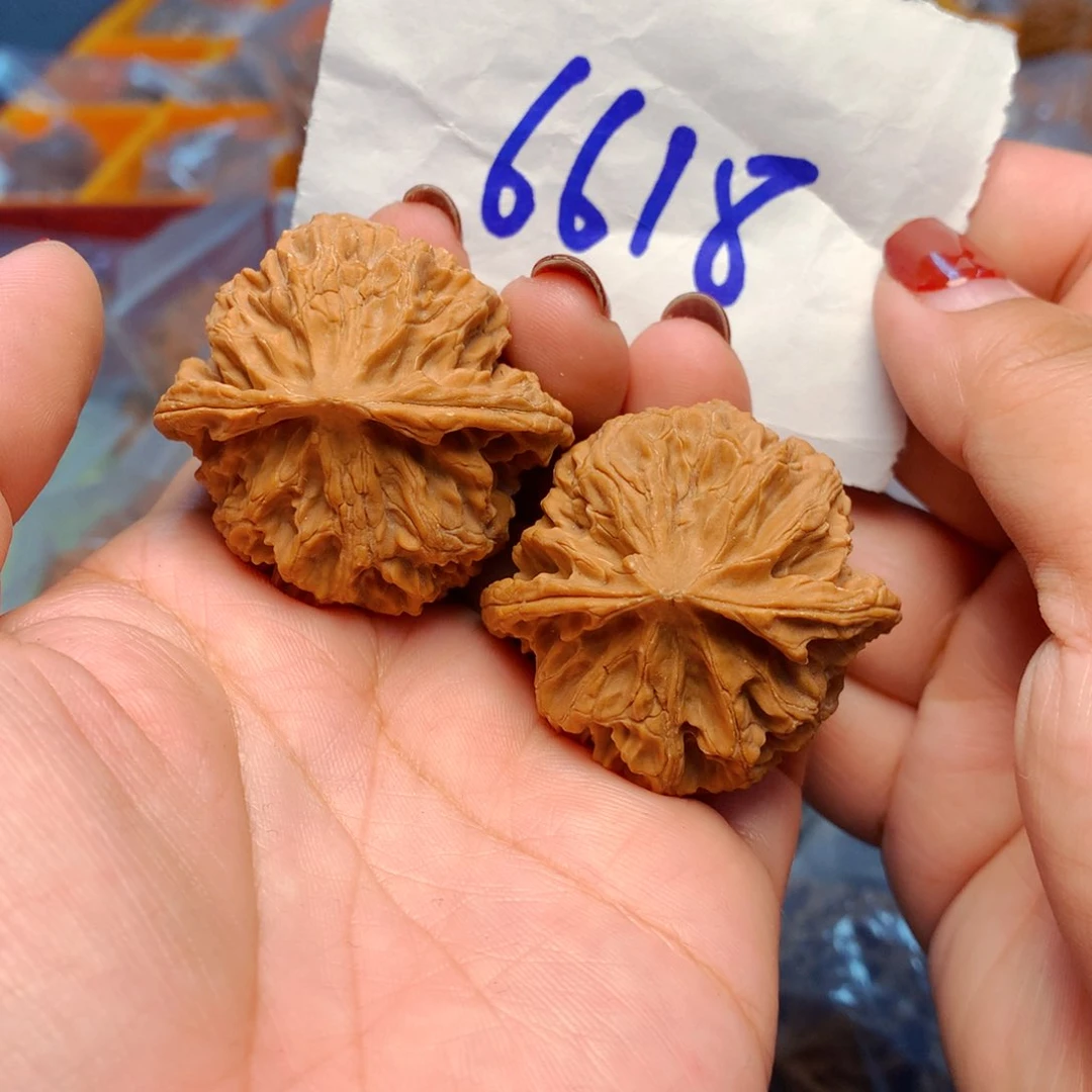 过**烟苹果园狮子头42尺核桃