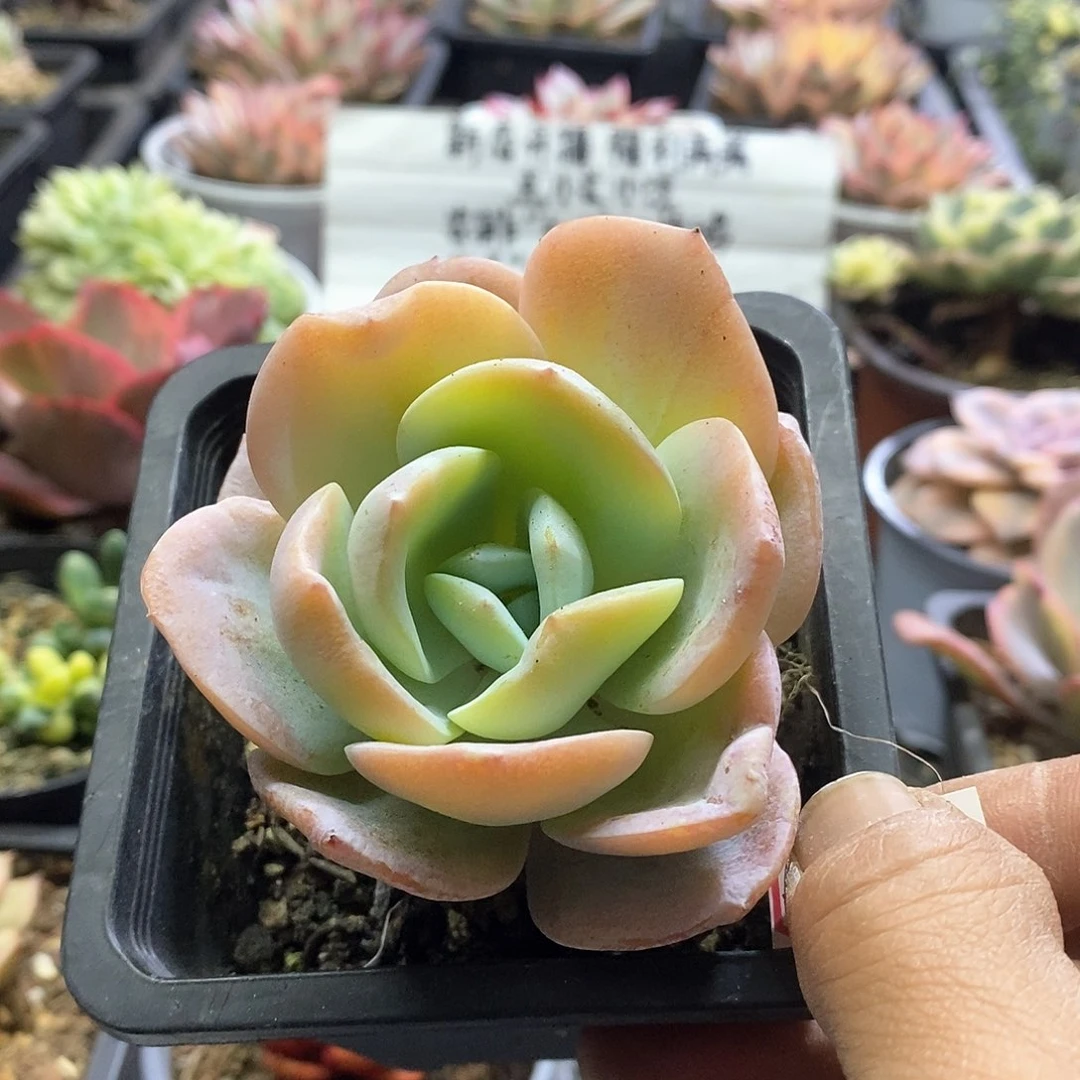 2035奶茶多肉植物