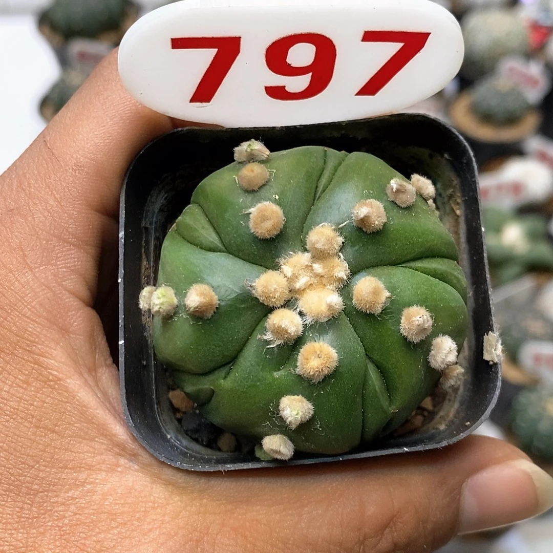 797福利特价咯啦了