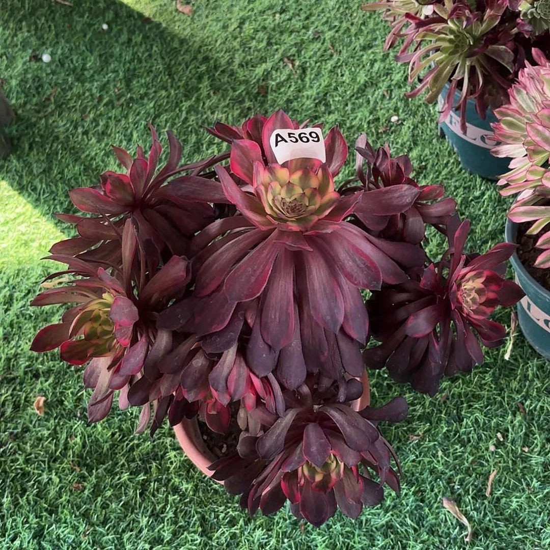 多肉法师烟花569