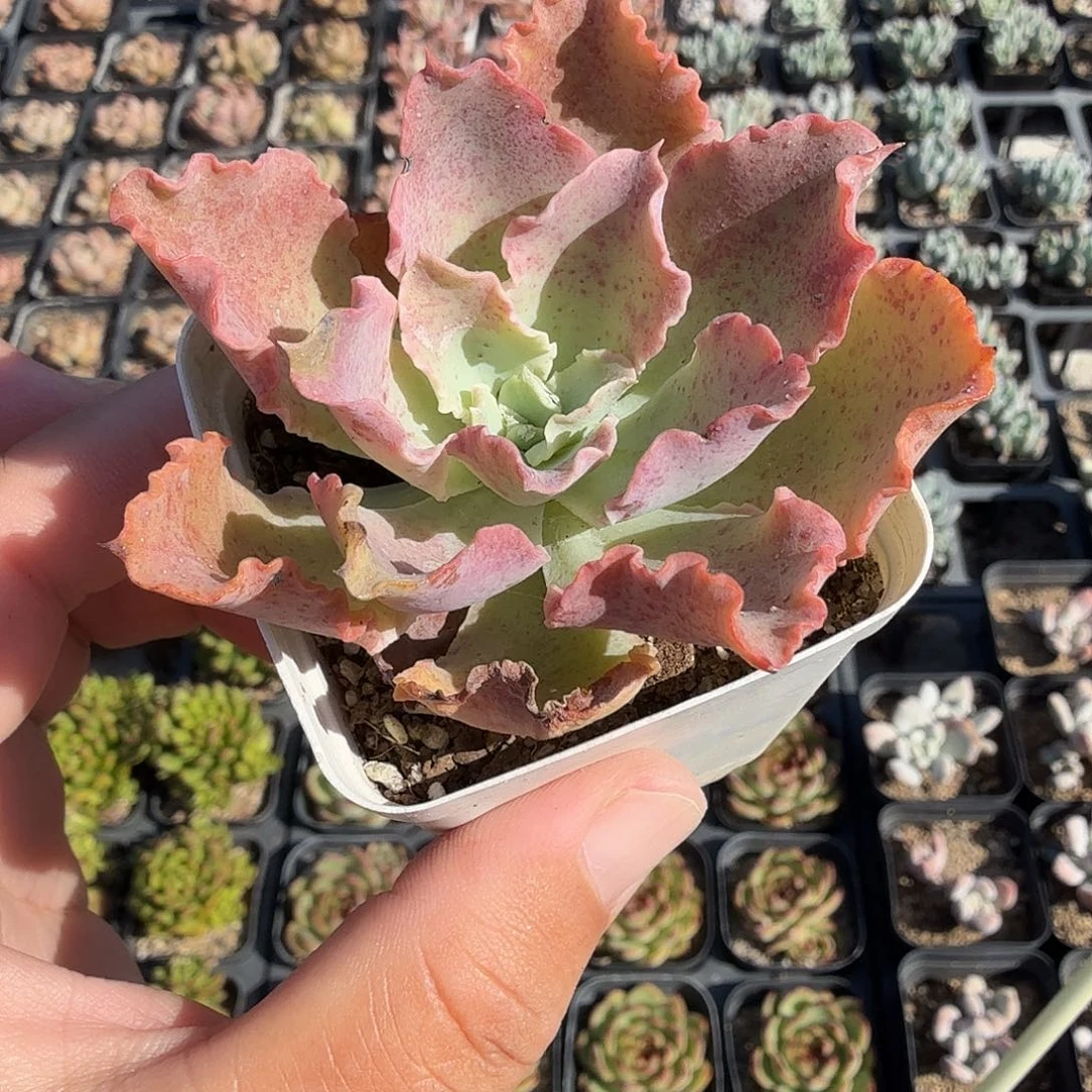 随机发六公分蓝狐满20包邮