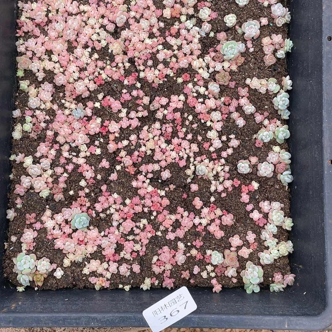 布***辣多肉植物多肉植物367