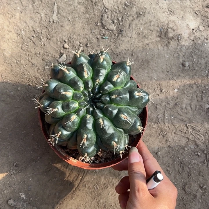 旭***f吉祥如意等名家的书法