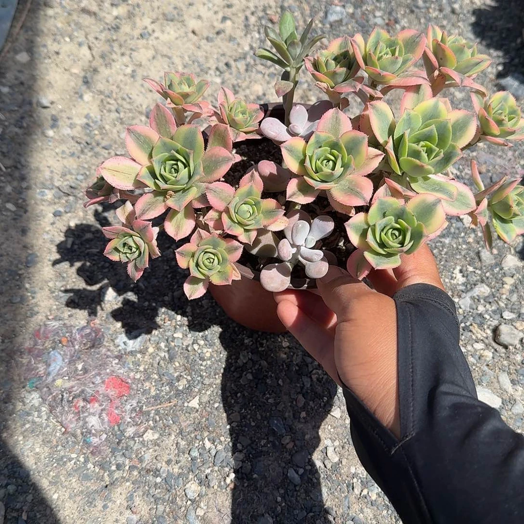星宝多肉植物精品