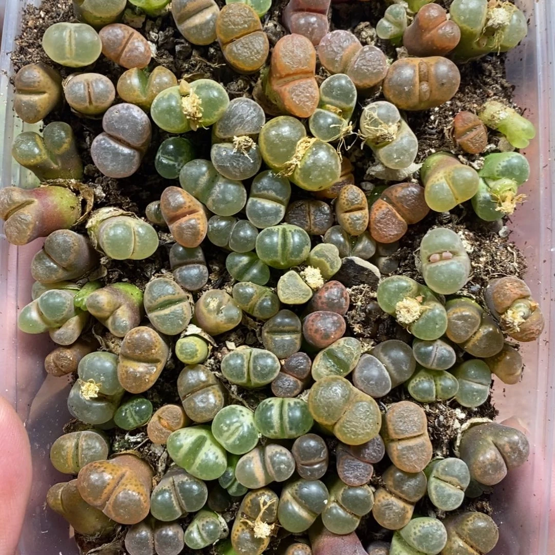 多肉蛋炒饭感谢您相伴469